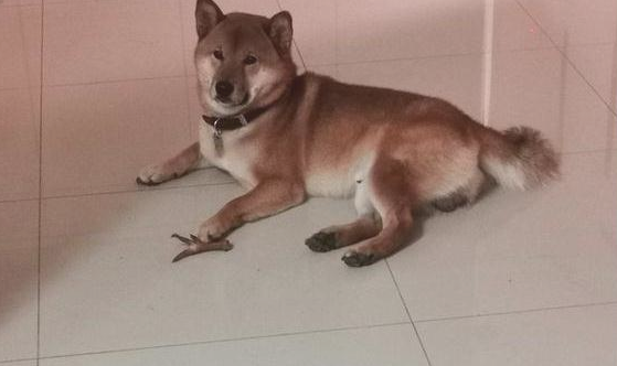 给柴犬的鸡爪子它没吃了，反而是叼着分享给外边的狗子，太听话了吧！
