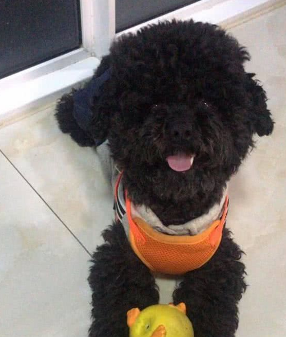 主人溺爱小泰迪犬，对它百依百顺，结果狗狗的行为让主人寒心