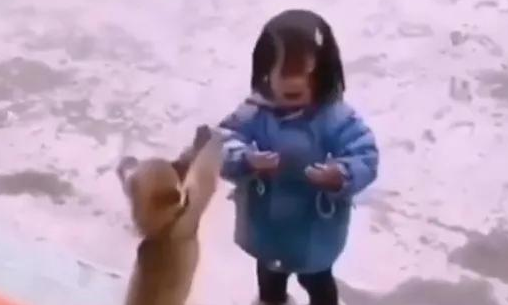 狗狗:摔哪儿了我帮你吹吹?快别哭了,等下铲屎官的回家我说不清楚! 狗狗:摔哪儿了我帮你吹吹?快别哭了,等下铲屎官的回家我说不清楚!