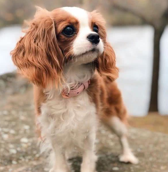 超迷你小猎犬拥有水汪汪大眼逆龄童颜让网友全融化 超迷你小猎犬拥有水汪汪大眼逆龄童颜让网友全融化