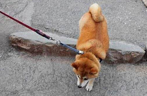 秋田犬走失很多天多亏警察细心照料？主人认领时告知，原为追求异性