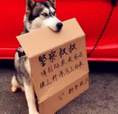 主人让二哈为自己看汽车，想到的方法过于奇怪，谁料警员竟感动了