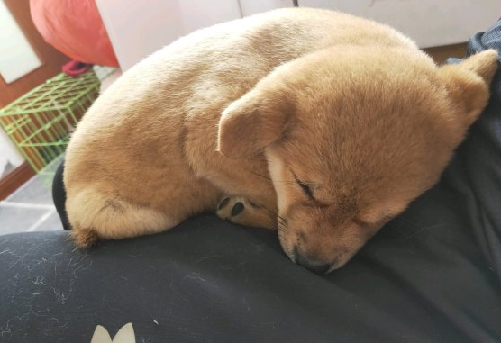 柴犬趴在地上入睡,忽然被抱去洗澡,洗好在主人怀中又睡了 柴犬趴在地上入睡,忽然被抱去洗澡,洗好在主人怀中又睡了