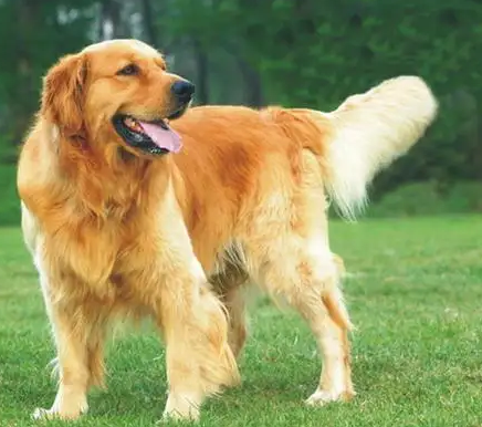 金毛突然抽搐口吐白沫是怎么回事 金毛突然抽搐口吐白沫是怎么回事