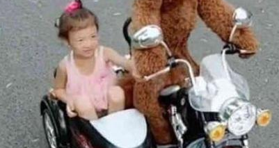 小狗一脸高兴的骑车截着小主人，猫奴都猜疑是否要修炼成仙了！