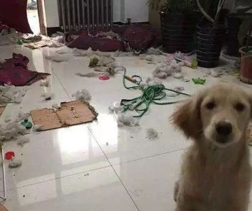 金毛花样撕家等着铲屎官,回家了见到差点儿气晕,这货是来追债的 金毛花样撕家等着铲屎官,回家了见到差点儿气晕,这货是来追债的