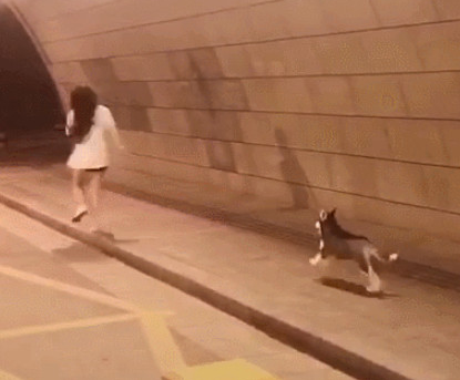 漂亮小姐姐活泼可爱的在前面跑下一秒摔了个脸刹二哈的反映笑喷网民：这很二哈