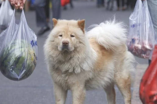 狗狗每天出現在农贸市场，目光飘忽不定原地不动等候着啥，了解缘故许多人泪崩