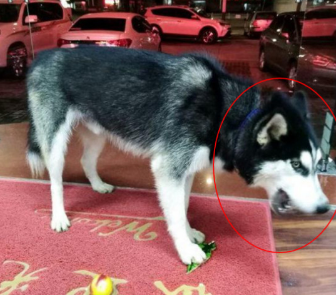 由于顺手给二哈吃完块甜瓜想不到夜里二哈找上门这凶悍小表情把女老板吓慌了 由于顺手给二哈吃完块甜瓜想不到夜里二哈找上门这凶悍小表情把女老板吓慌了