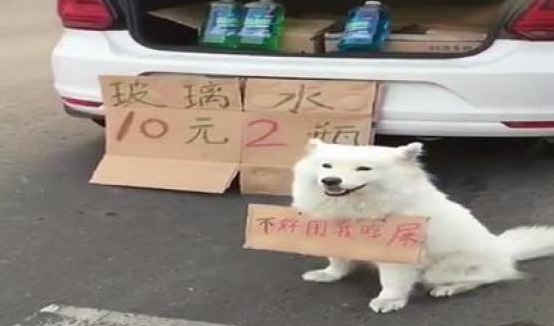 萨摩耶挂牌上市子蹲在马路边卖玻璃水,过路人见到挂牌上市上的字,陆续笑喷了 萨摩耶挂牌上市子蹲在马路边卖玻璃水,过路人见到挂牌上市上的字,陆续笑喷了