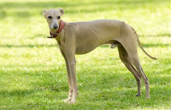 靈緹犬餵養要注意什麼?原來它們喜歡吃這些東西!