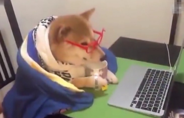 柴犬一副双眼文文静静，披上毛线衣喝着茶水，在看什么好产品那麼痴迷