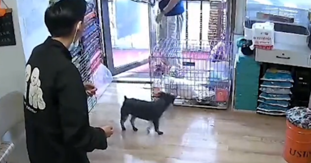 黑龙江一狗狗走丢，自己到宠物店“消费”，店主：它冒雨走7小时