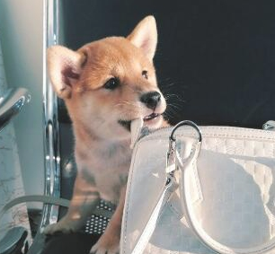 分手后后,盆友送了只柴犬,没预料到狗狗还可以把女孩从失恋中拯救出去 分手后后,盆友送了只柴犬,没预料到狗狗还可以把女孩从失恋中拯救出去
