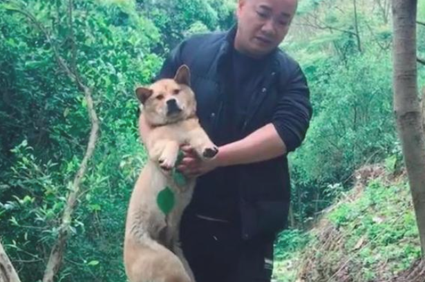 狗狗的后腿被撞断，以便不给主人找麻烦