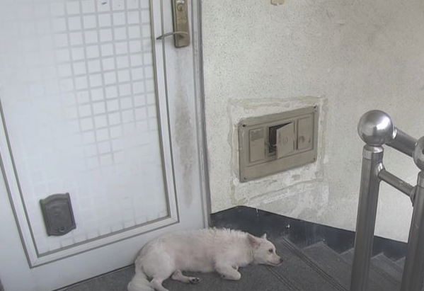 狗狗请女子帮助开关门，早已三个月没进自己大门口，结果太贴心了