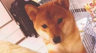 柴犬占据小太阳烤脸，闭上眼禅坐样子超沉醉：好怕它烤出黑柴