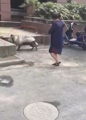 奶奶带哈士奇出来散散步，才过去了十多分钟，二哈就把奶奶气晕了