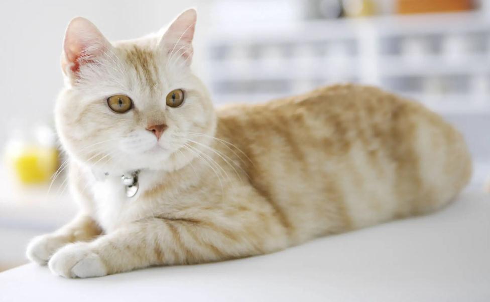怎样知道猫有没有狂犬病 怎样知道猫有没有狂犬病