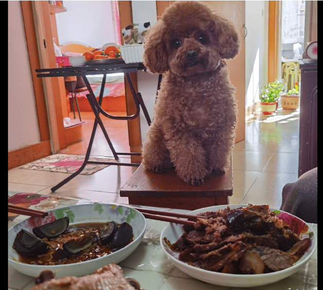 家中吃饭的情况下，也需要给狗狗提前准备个专享椅子，狗：上菜看你们吃？