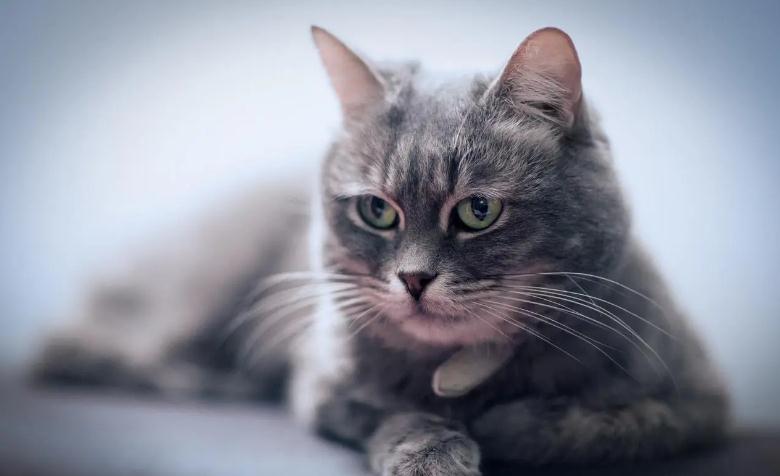猫咪下腹部皮肤红是为什么 猫咪下腹部皮肤红是为什么