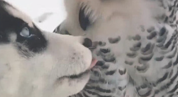 二哈一眼看中猫头鹰,二话不说立即就开亲,猫头鹰的这目光会亮 二哈一眼看中猫头鹰,二话不说立即就开亲,猫头鹰的这目光会亮