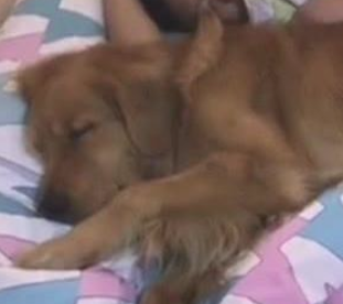女主人让金毛去喊男主人醒来，結果却一起睡觉了！