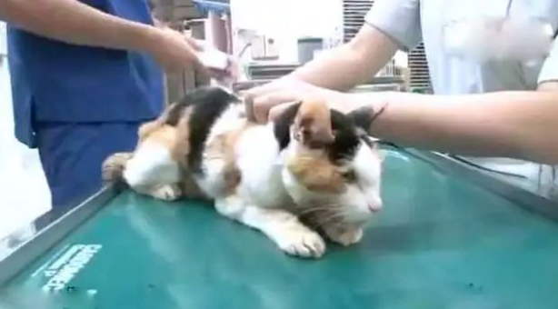 20岁老猫患舌癌被医生判死刑，主人却不肯放弃，4个月后…奇迹出现了！
