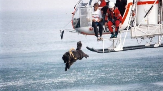 纽芬兰犬被训练为海上搜救犬 帮助海岸警卫队进行水上救援行动