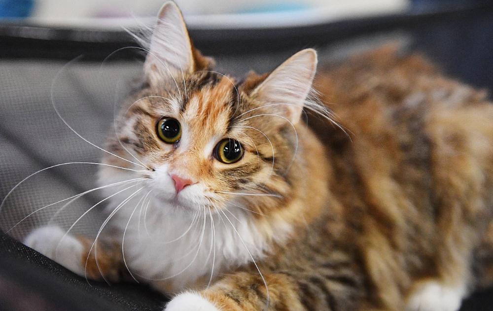 猫可不可以吃巴沙鱼