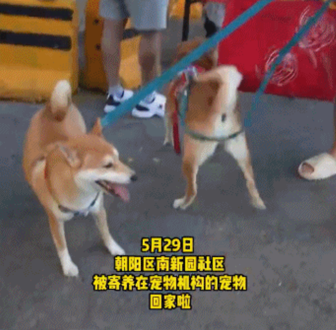 太暖了!隔离结束,240只宠物收获“抗疫小英雄”证书回家了 太暖了!隔离结束,240只宠物收获“抗疫小英雄”证书回家了