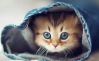 猫拉屎最后带血是怎么回事