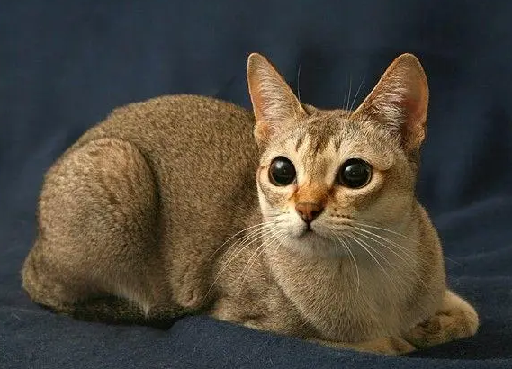 新加坡猫眼睛怎么清理？铲屎官们快学一下！