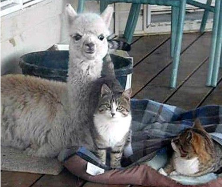 羊驼被猫星人同化 误以为自己也是猫 羊驼被猫星人同化 误以为自己也是猫