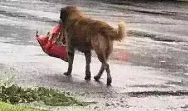 狗狗被强台风刮走,主人心急火燎,见到它叼着这物回家却笑翻了