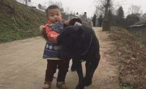 小毛孩拉着狗狗回家,下一秒钟小毛孩的做法让情景的确是太溫暖了 小毛孩拉着狗狗回家,下一秒钟小毛孩的做法让情景的确是太溫暖了