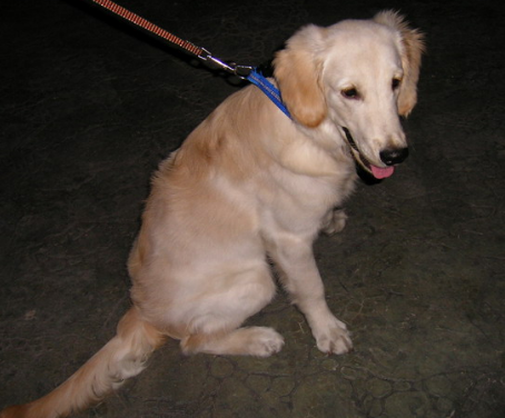 贵宾犬脚筋被残忍挑断 凶手至今还没找到 贵宾犬脚筋被残忍挑断 凶手至今还没找到