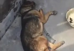 狗狗在熟睡中被人追杀,躺地面上瘋狂飞奔,醒后都懵了! 狗狗在熟睡中被人追杀,躺地面上瘋狂飞奔,醒后都懵了!