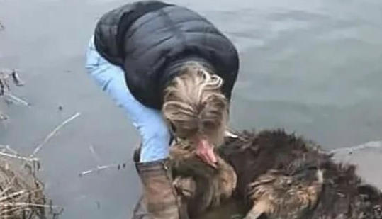 残酷!狗狗竟被别人绑上大石头沉河 残酷!狗狗竟被别人绑上大石头沉河