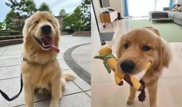 女子奔溃痛哭流涕，这时金毛出借她自身的肩头：有我陪着你呢