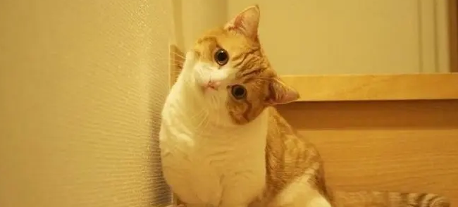小猫像哮喘一样抽气是怎么回事 小猫像哮喘一样抽气是怎么回事
