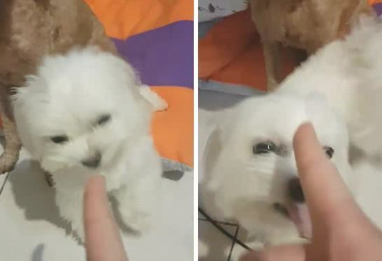 狗狗捣乱要挨揍, 马上开始拍主人马屁, 网友: 伸手不打笑脸狗 狗狗捣乱要挨揍, 马上开始拍主人马屁, 网友: 伸手不打笑脸狗