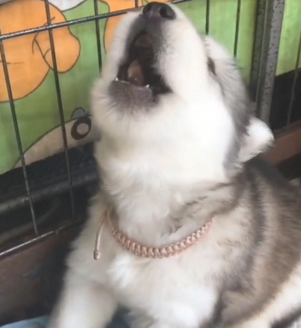 主人一吹哨子,阿拉斯加犬幼狗就会学狼叫 主人一吹哨子,阿拉斯加犬幼狗就会学狼叫