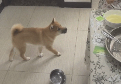 主人们偷吃大餐柴犬叼着碗小跑步回来：餐厅厨房还有我柴柴的坐位吗？