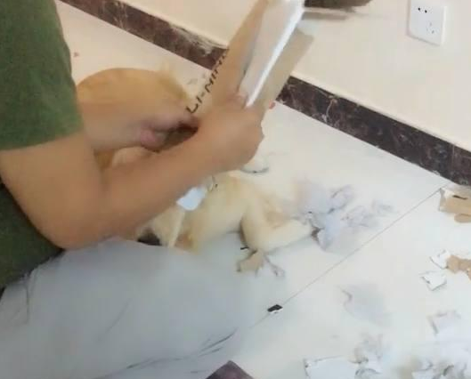 金毛撕家被主人抓现行标准,当主人要经验教训它时,却被它的行为笑喷!
