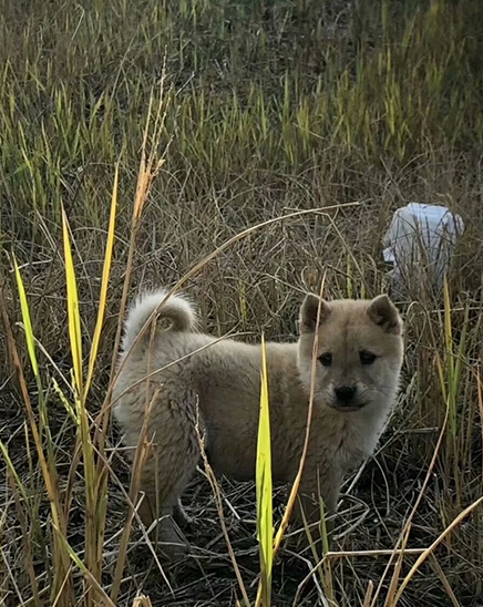 纯正中华田园犬,长相不输柴犬,还能当牧羊犬塑造 纯正中华田园犬,长相不输柴犬,还能当牧羊犬塑造