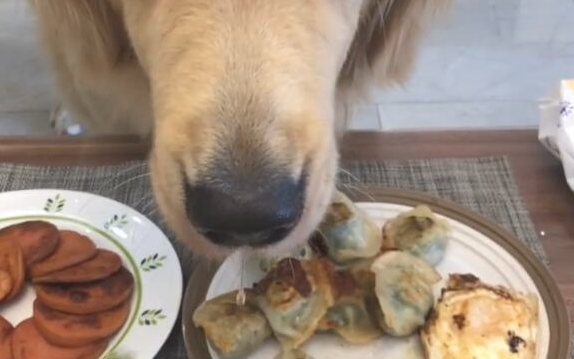 主人不许金毛吃饺子，一个小行为，让主人积极送上三个水饺
