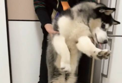看见眼下的犬粮不能吃二哈都快急疯掉再不不要啊就咬你! 看见眼下的犬粮不能吃二哈都快急疯掉再不不要啊就咬你!