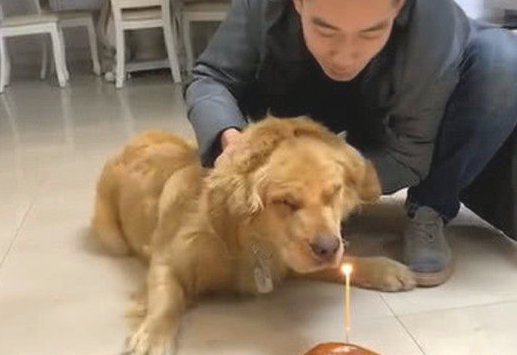 给金毛做生日，以便让金毛吹蜡烛，主人施展各种办法！
