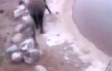 大象身体爆炸 瞬间粉碎化成血水